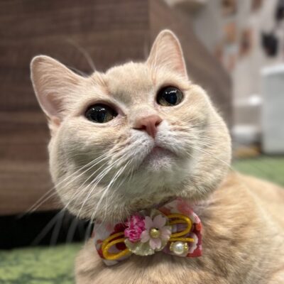 まあ