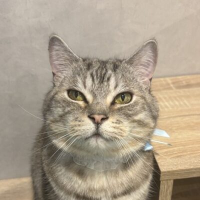 オルソ
