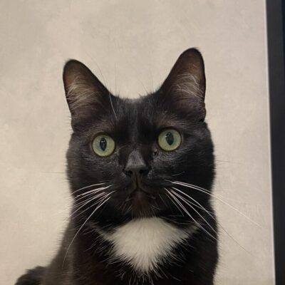 ベック