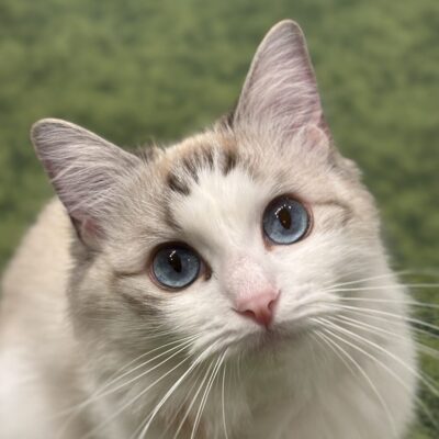 ティファニー