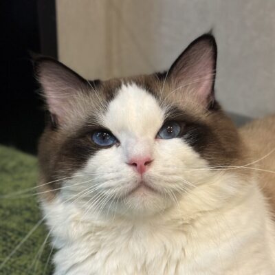 ファンファン