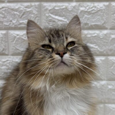 みぃ