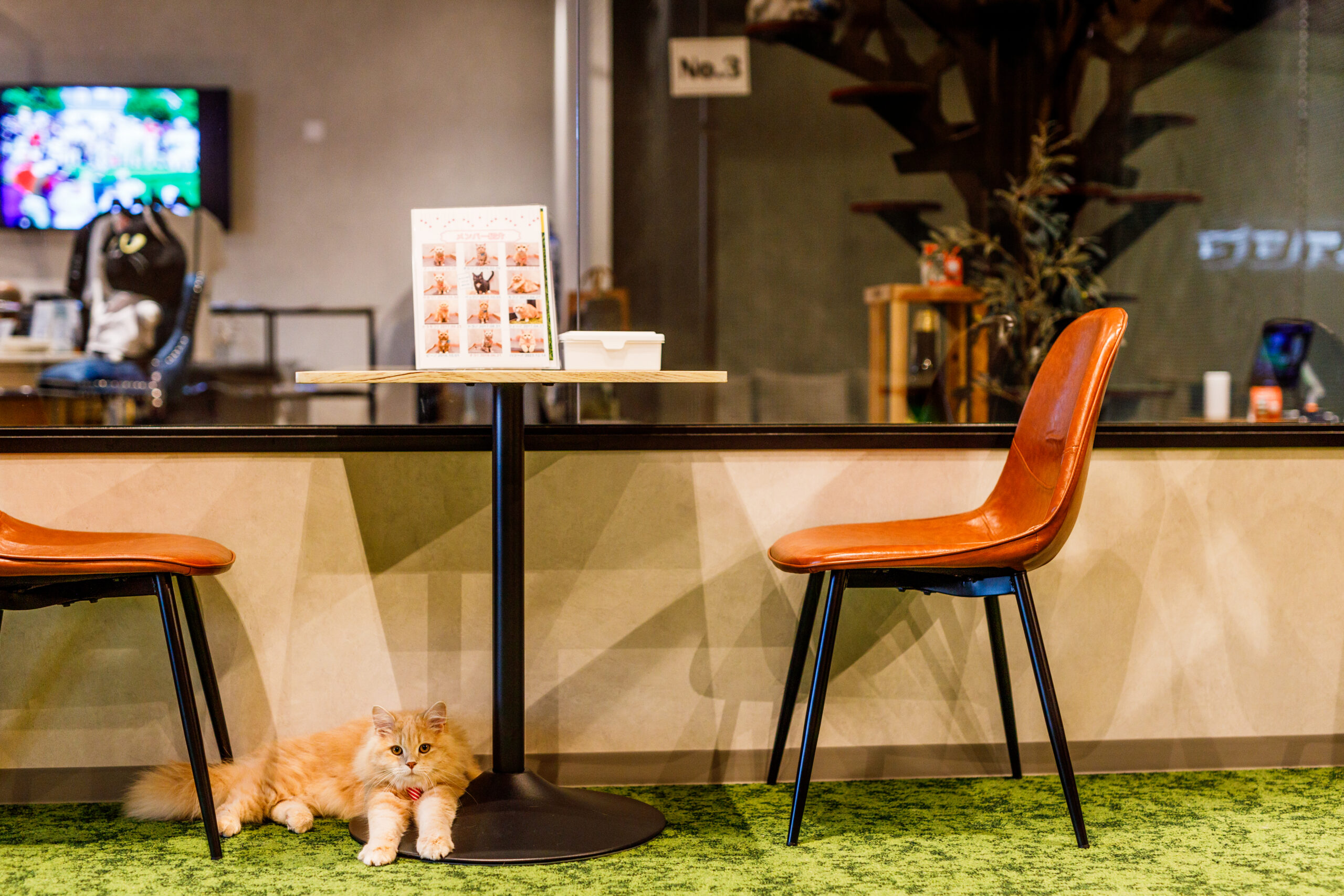 PARK72 ネコCAFE