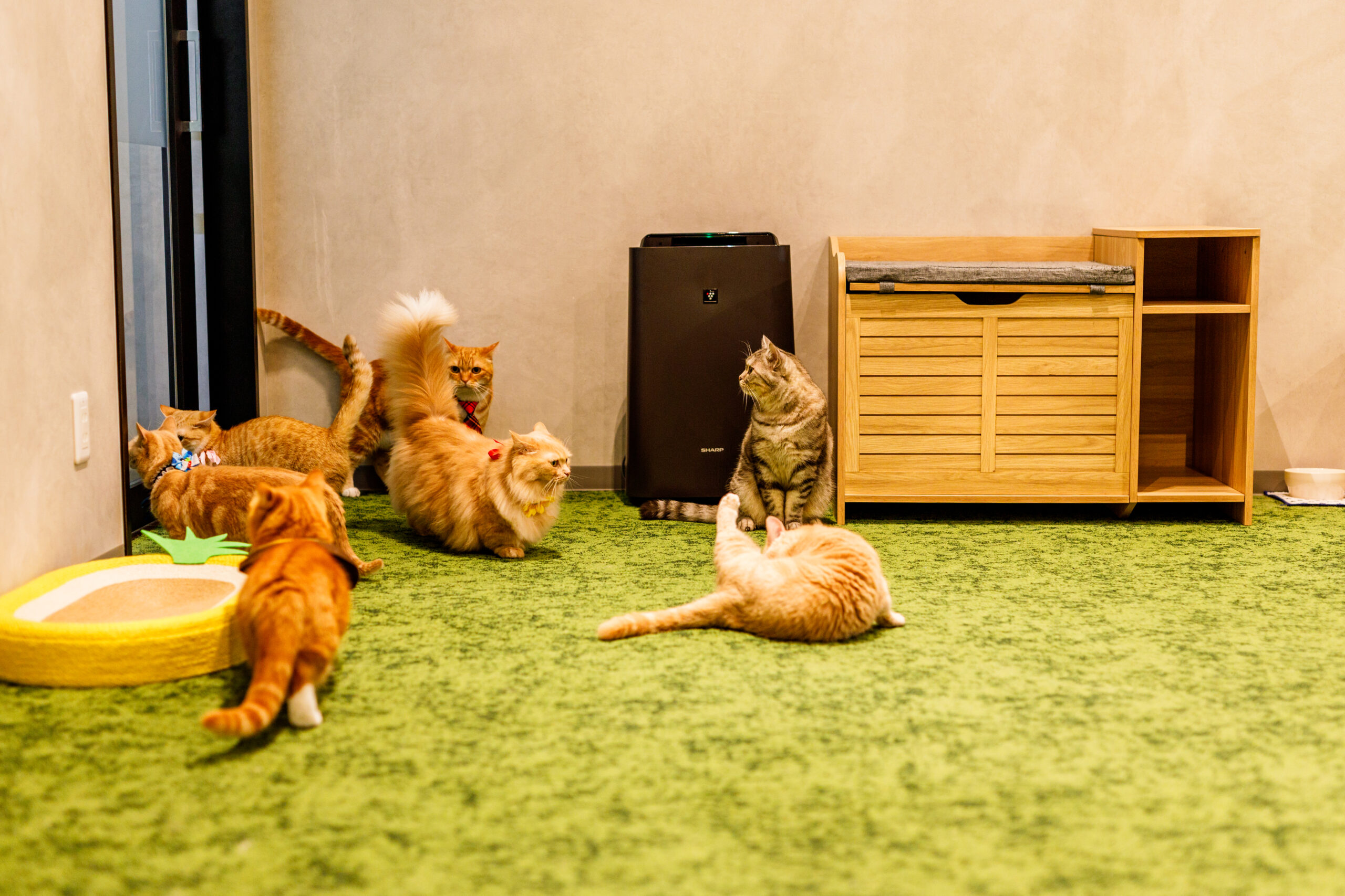 PARK72 ネコCAFE