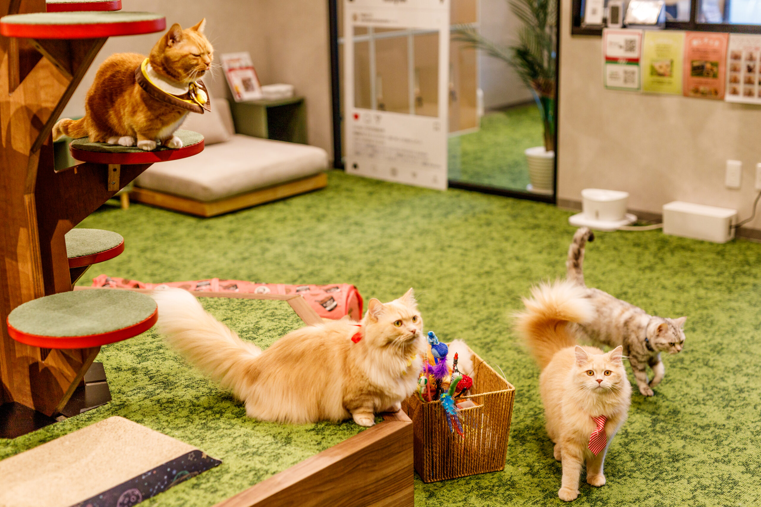 PARK72 ネコCAFE