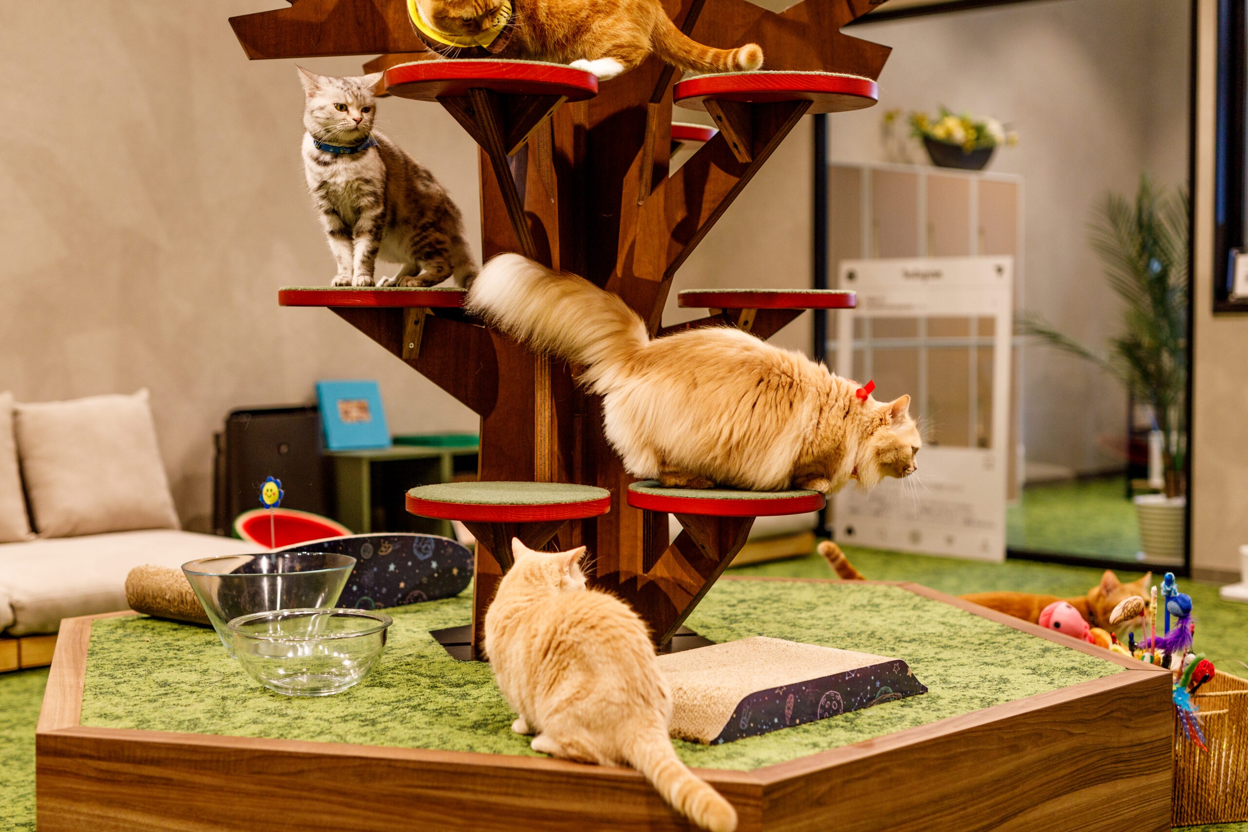 PARK72 ネコCAFE