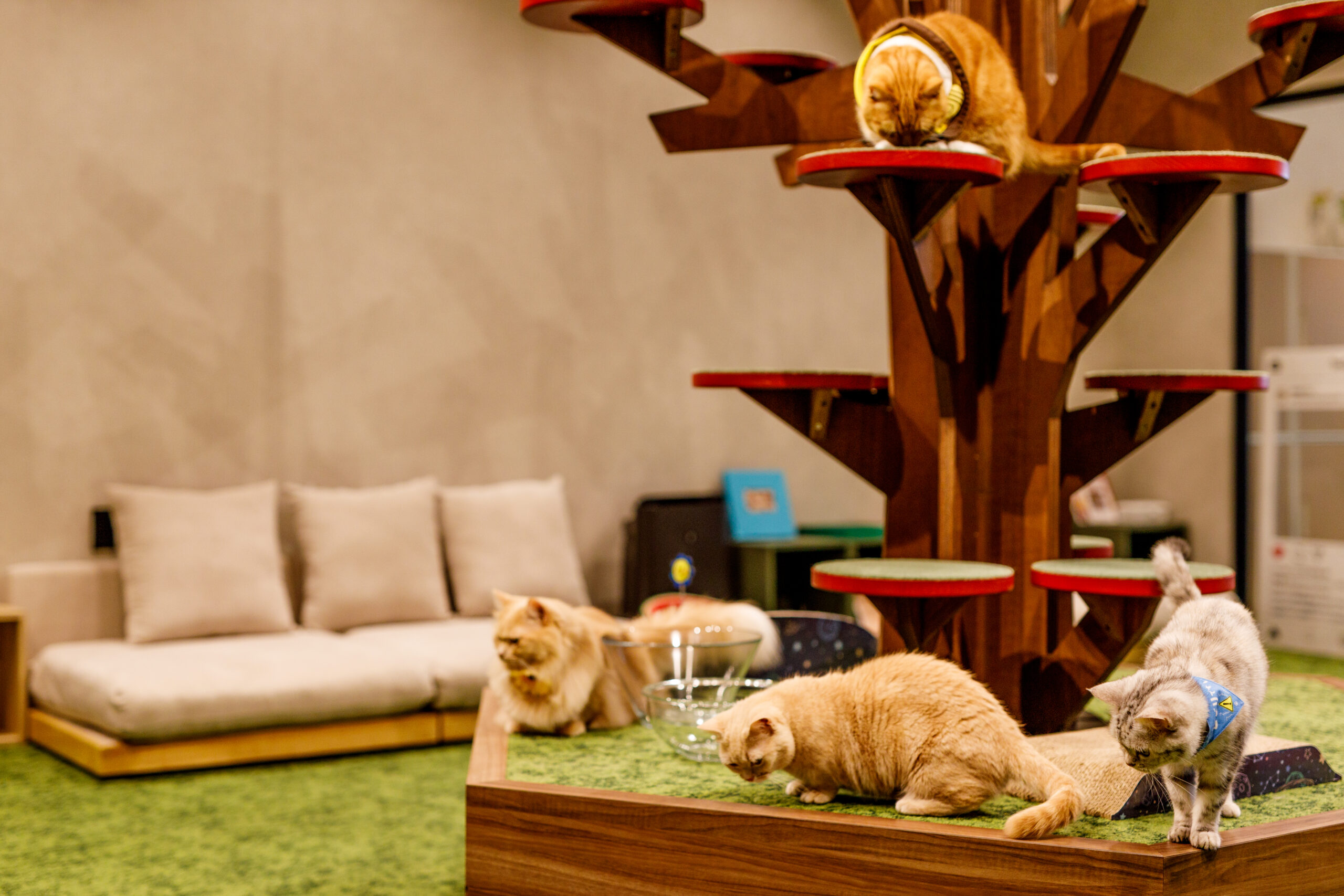 PARK72 ネコCAFE