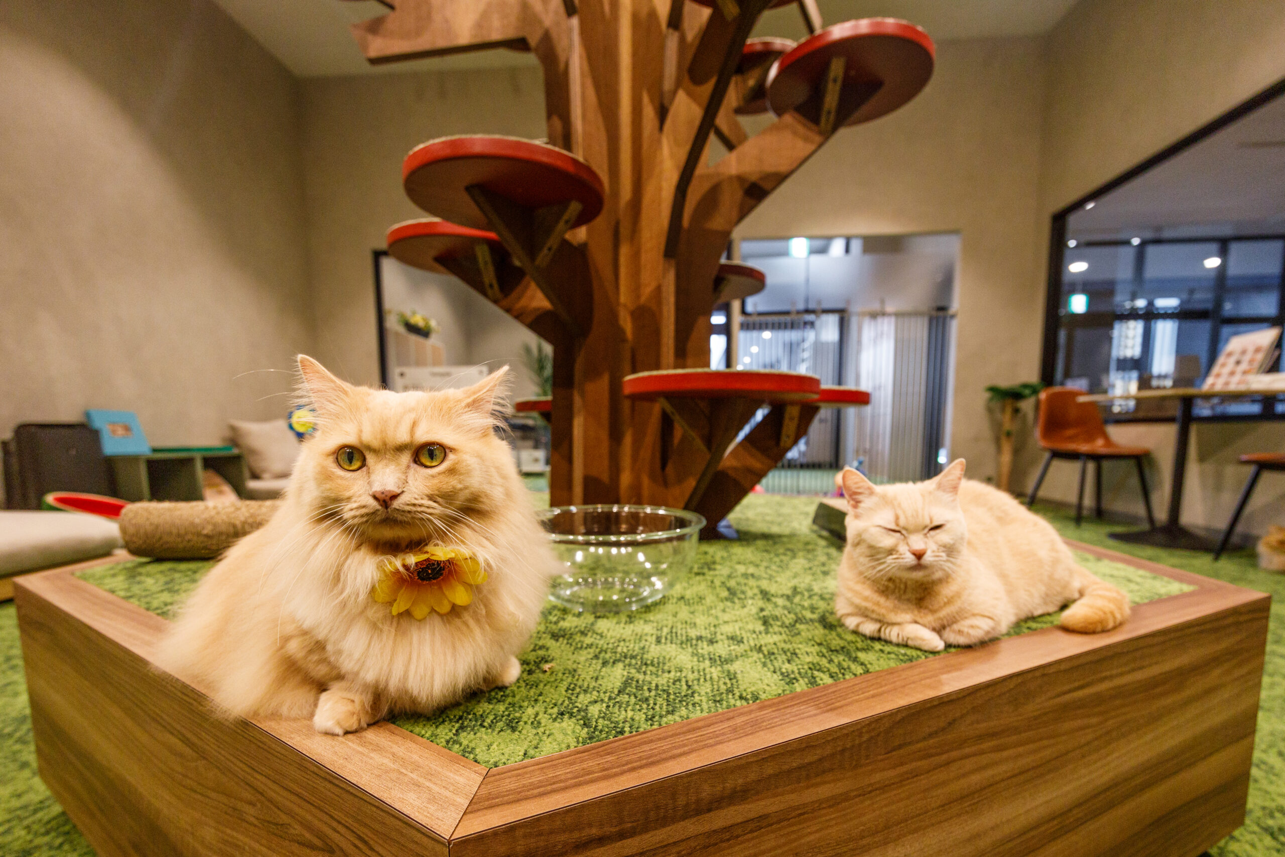 PARK72 ネコCAFE