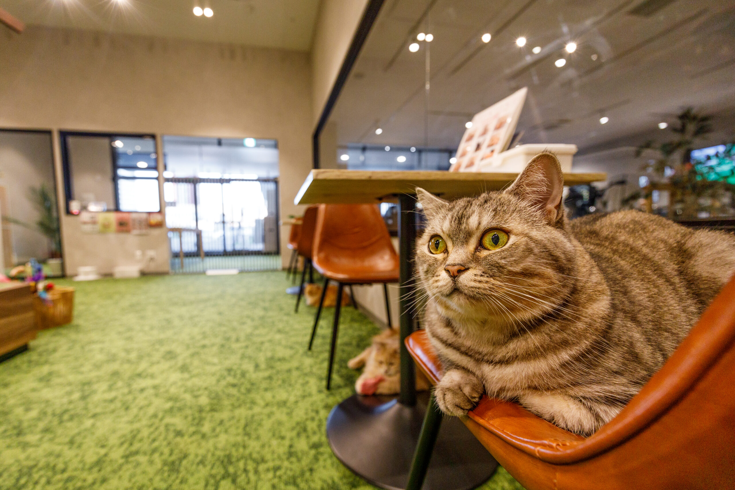 PARK72 ネコCAFE