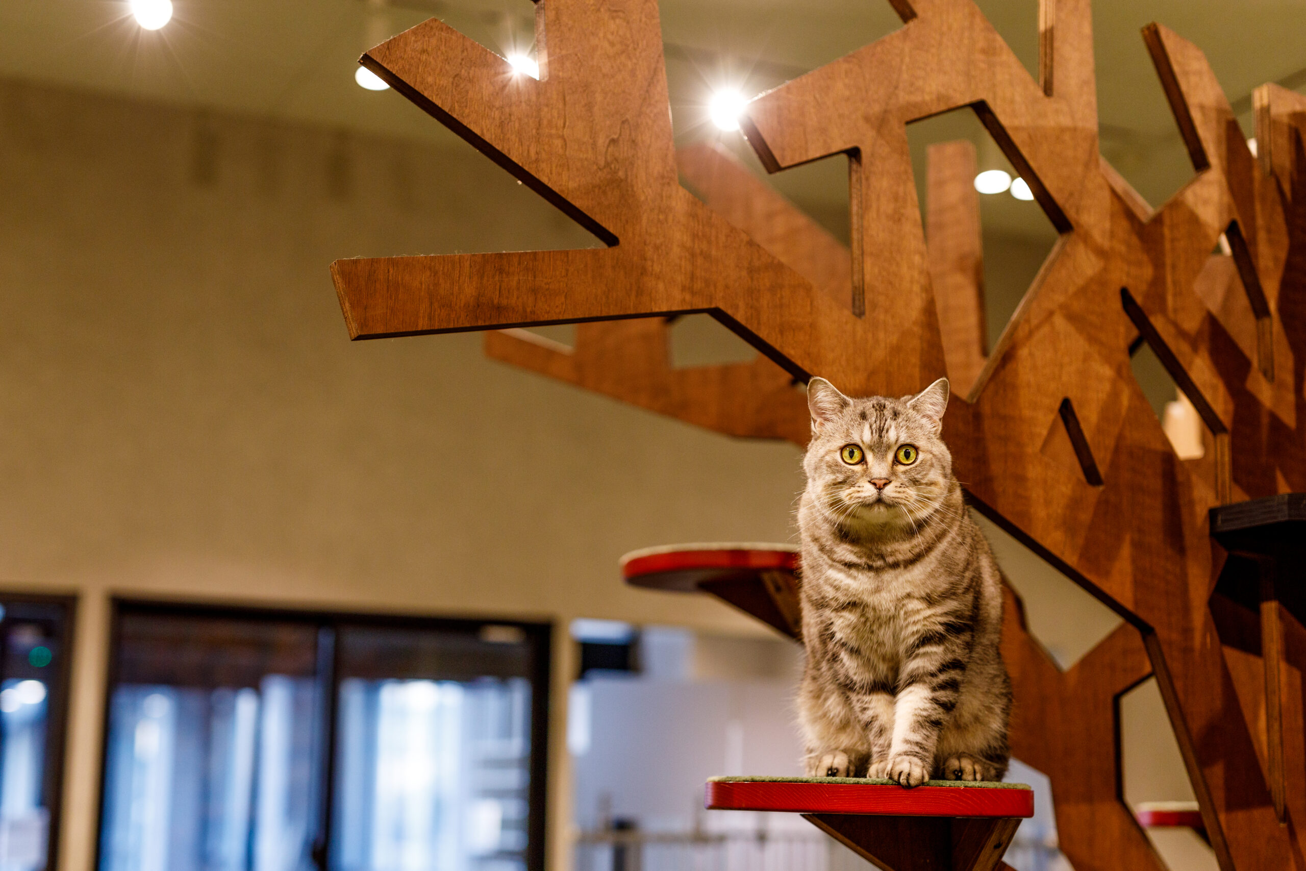 PARK72 ネコCAFE