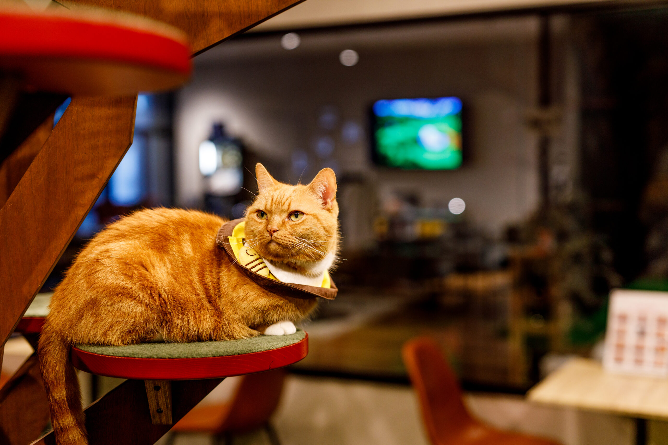PARK72 ネコCAFE