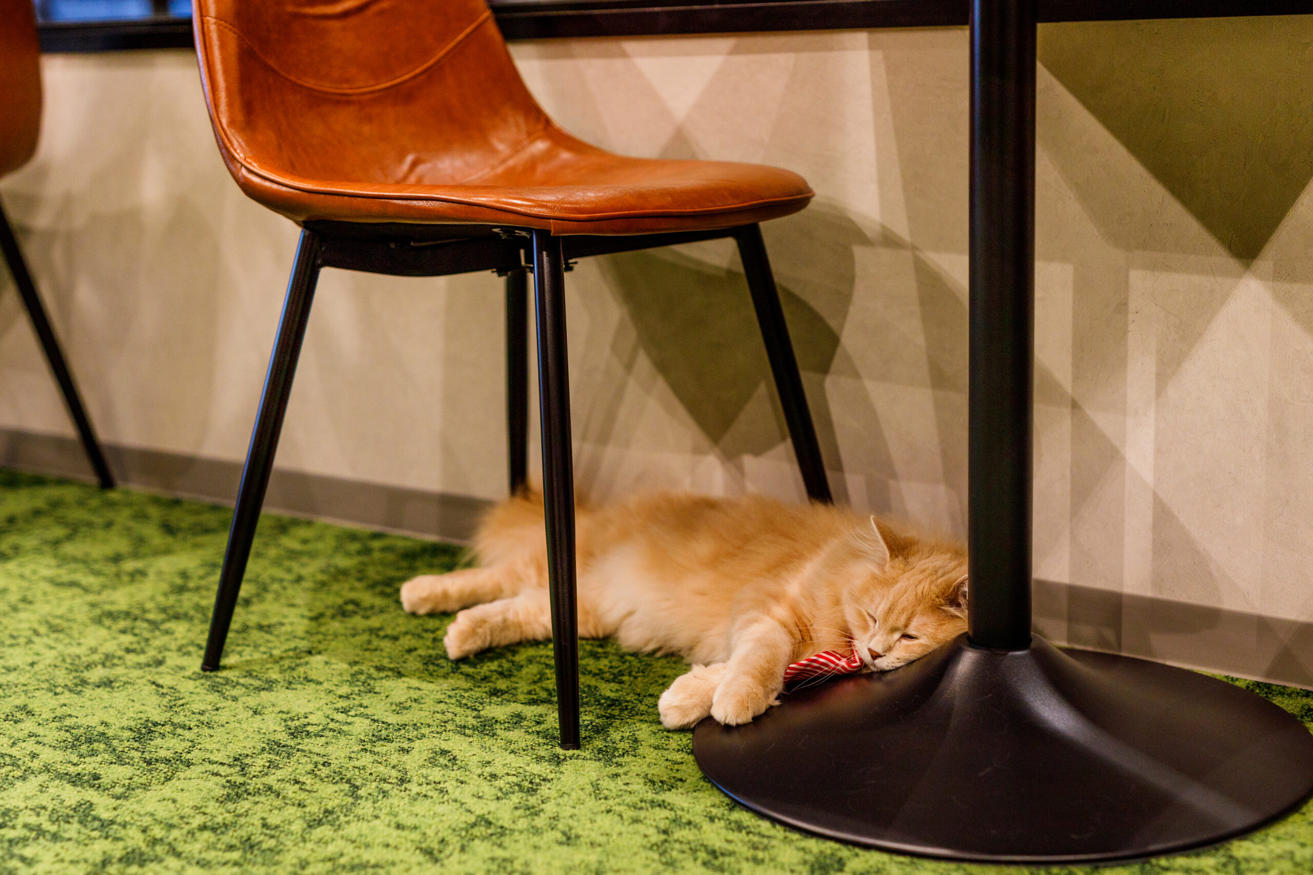 PARK72 ネコCAFE
