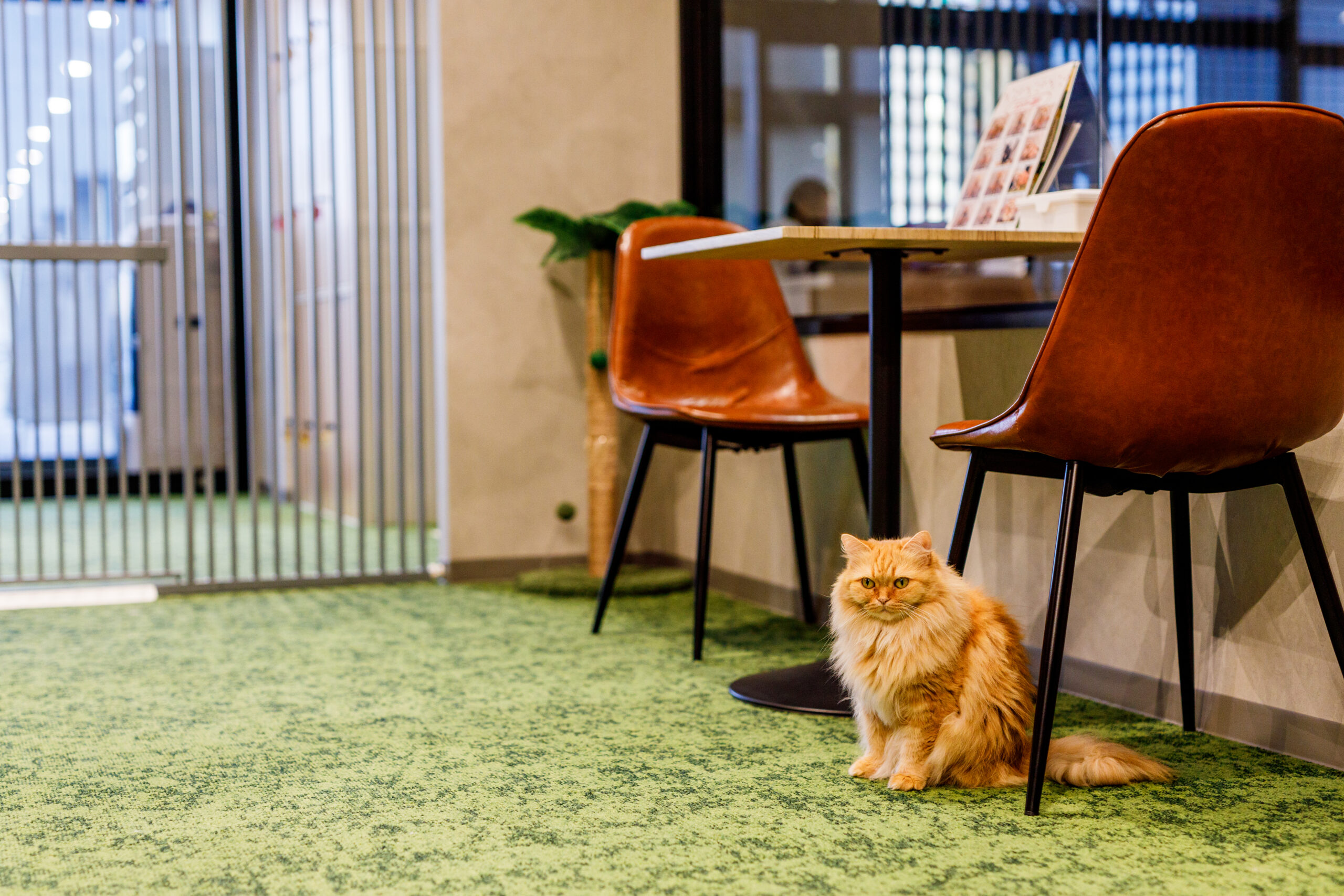 PARK72 ネコCAFE