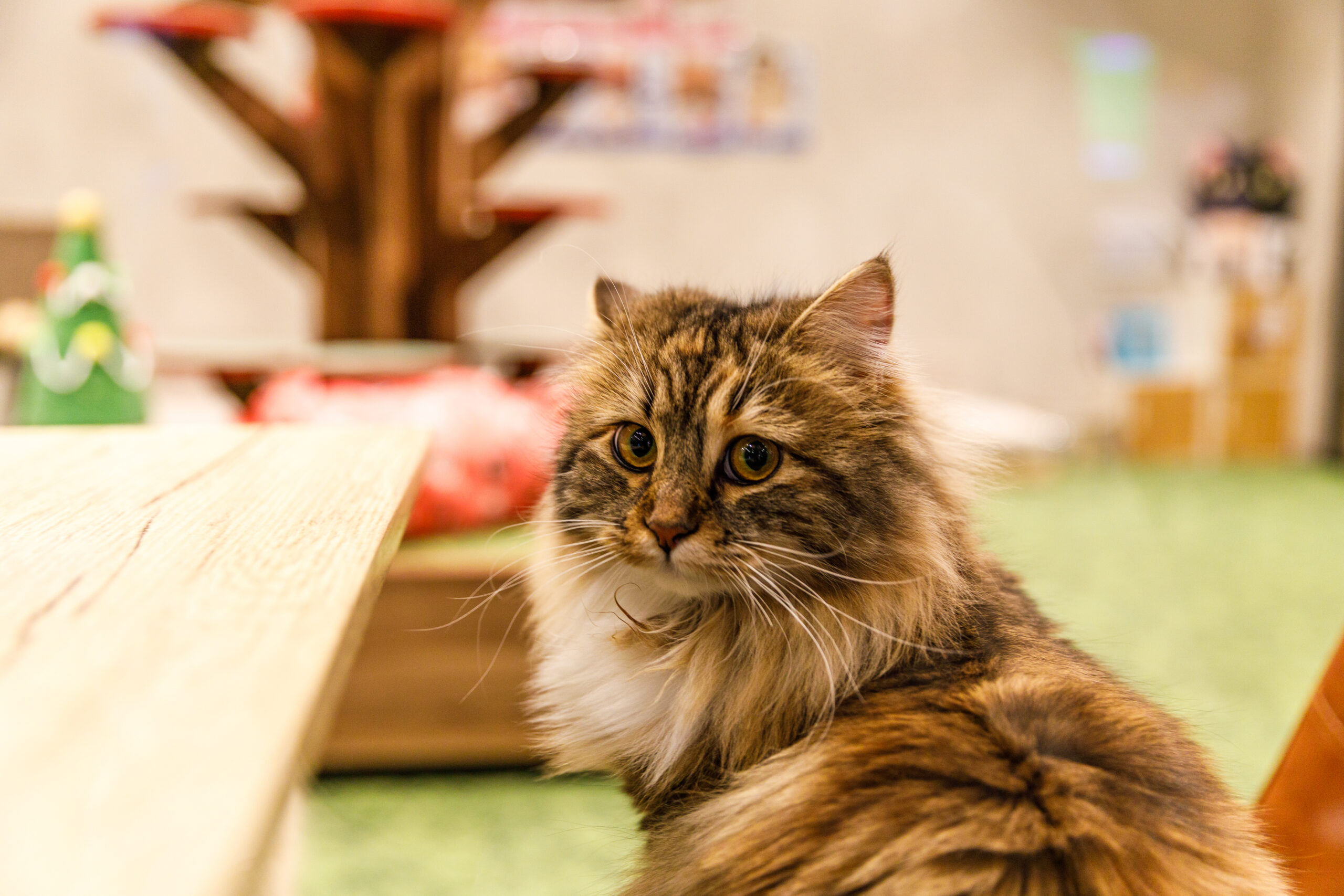 PARK72 ネコCAFE