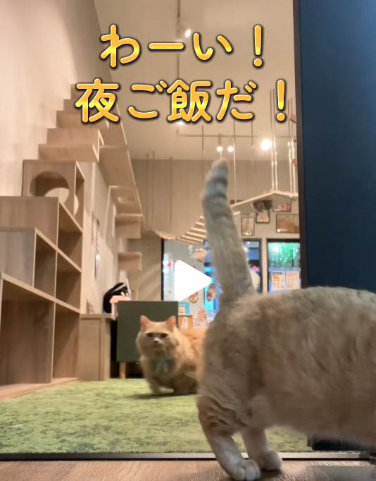 TikTok投稿2