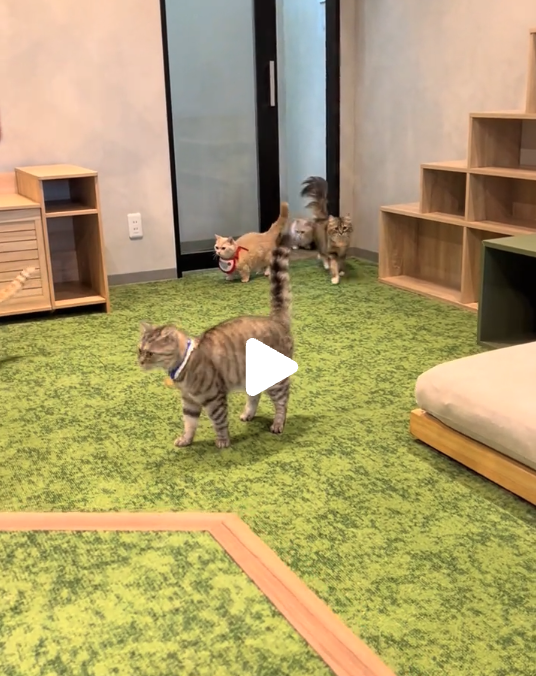 TikTok投稿3