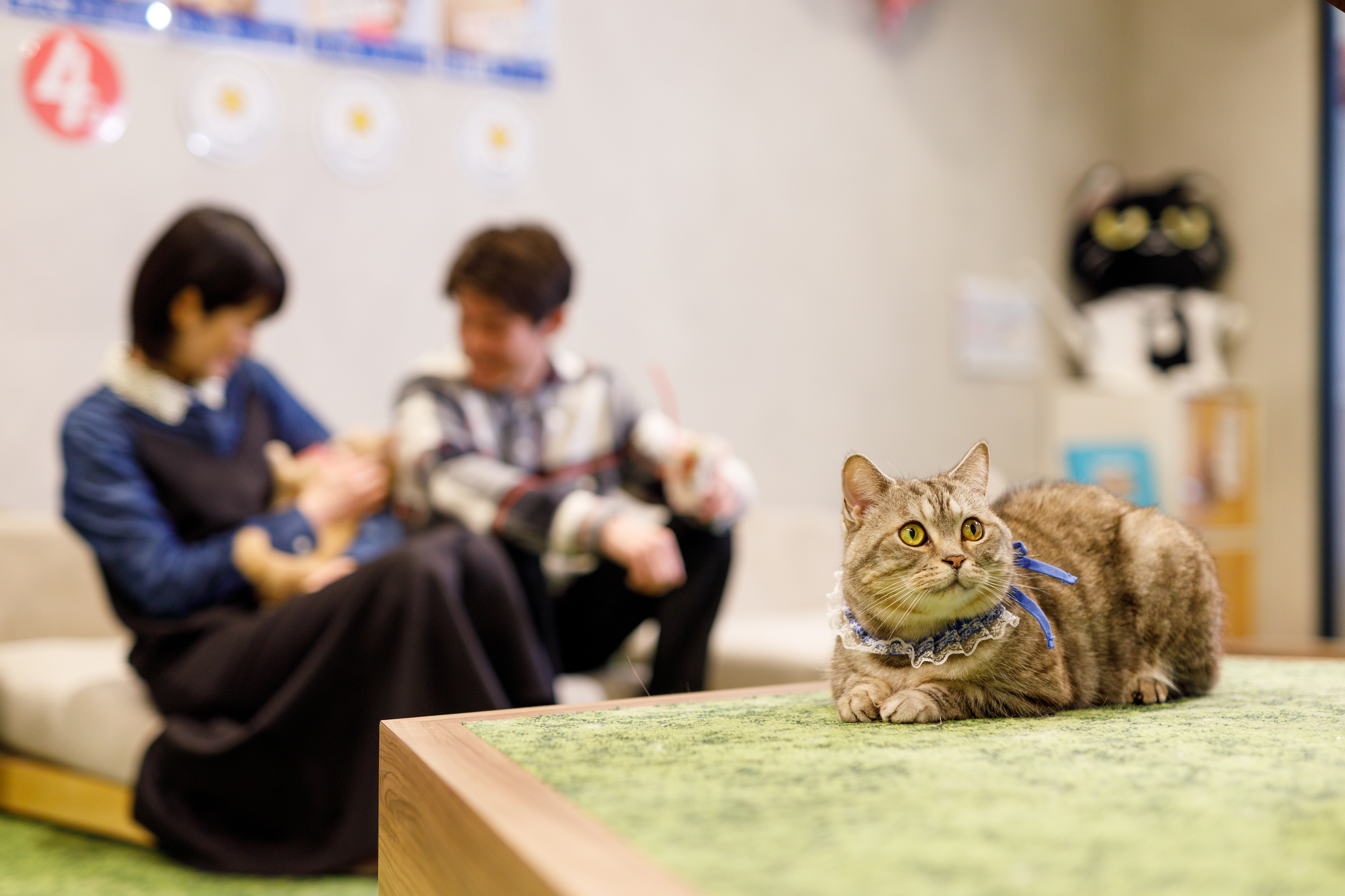 Park72 | 福岡市の香椎照葉にある複合移設 (猫カフェ/シミュレーションゴルフ/dinning Bar)